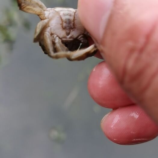 南京大闸蟹苗 统货 高