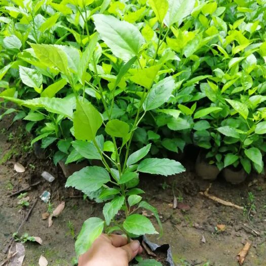 揭阳朱槿 大红花