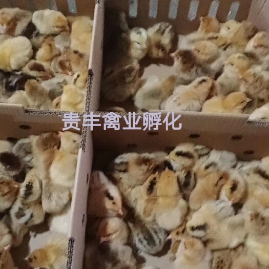 贵阳青脚麻鸡苗 各种鸡鸭鹅苗