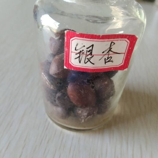 九江山杏种子 哪里的银杏种子最好卖