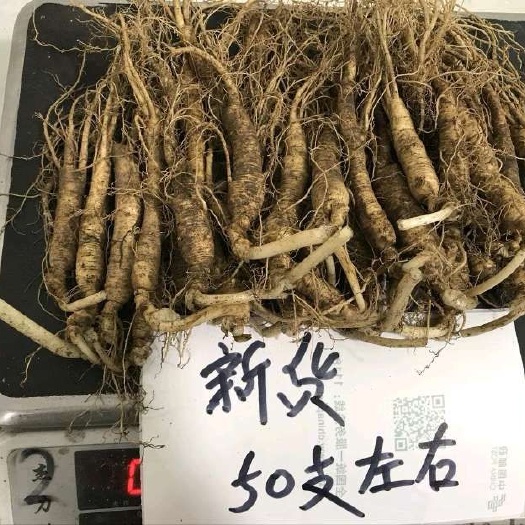 长白山带土鲜人参，煲汤炖鸡，长白山原产地批发直销，自家种植