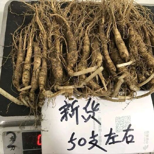 抚松县长白山带土鲜人参，煲汤炖鸡，长白山原产地批发直销，自家种植