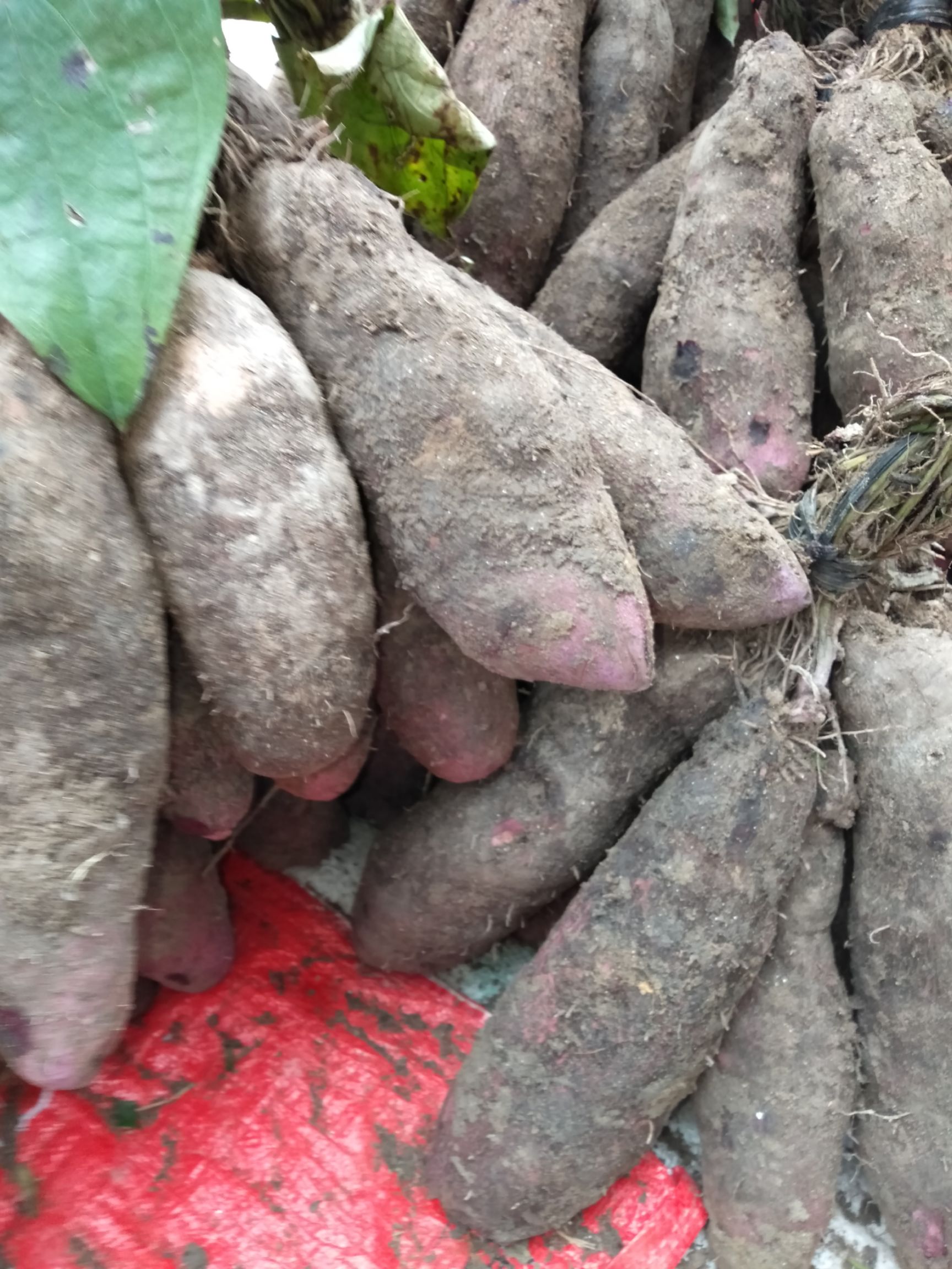 紫芯板薯产地,拥有一千亩紫芯板薯目前已大量上市,欢迎采购