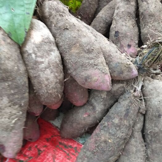 赣州紫芯板薯产地，拥有一千亩紫芯板薯目前已大量上市，欢迎采购