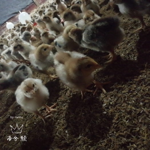 宁德K9鸡苗  K9童鸡脱温鸡苗现有8两~4斤现货供应 支持现杀白条冷冻供