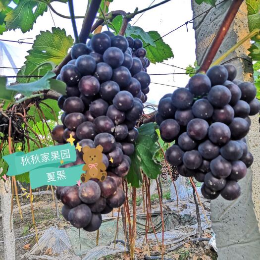 临澧县夏黑葡萄 红提