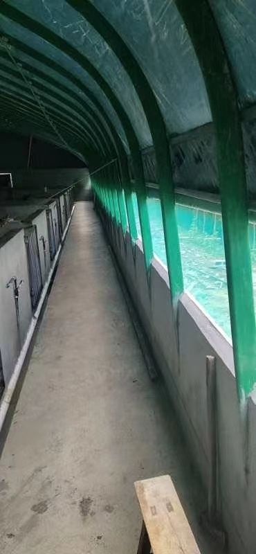 天津包塑镀锌椭圆管养殖大棚