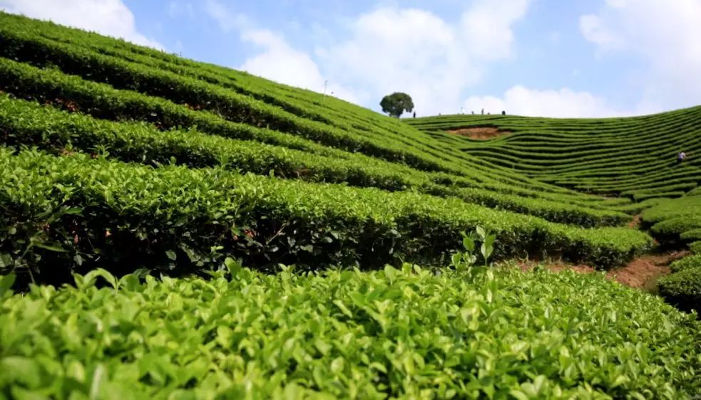 毛尖茶  张家界高山云雾绿茶。