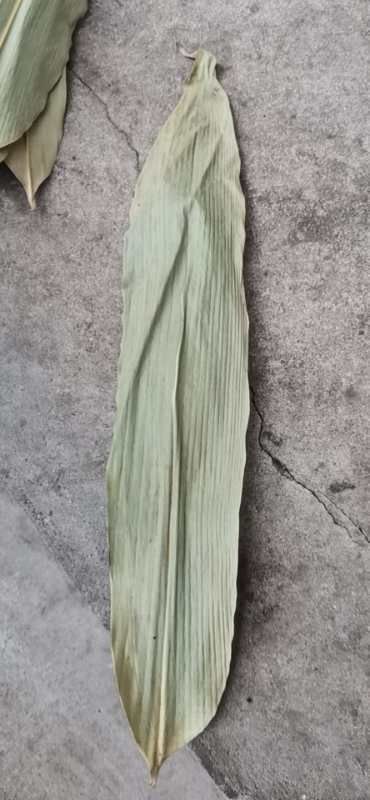 霍山县粽叶 鲜的来自大别山深处，无任何污染的棕叶，全程烘干，