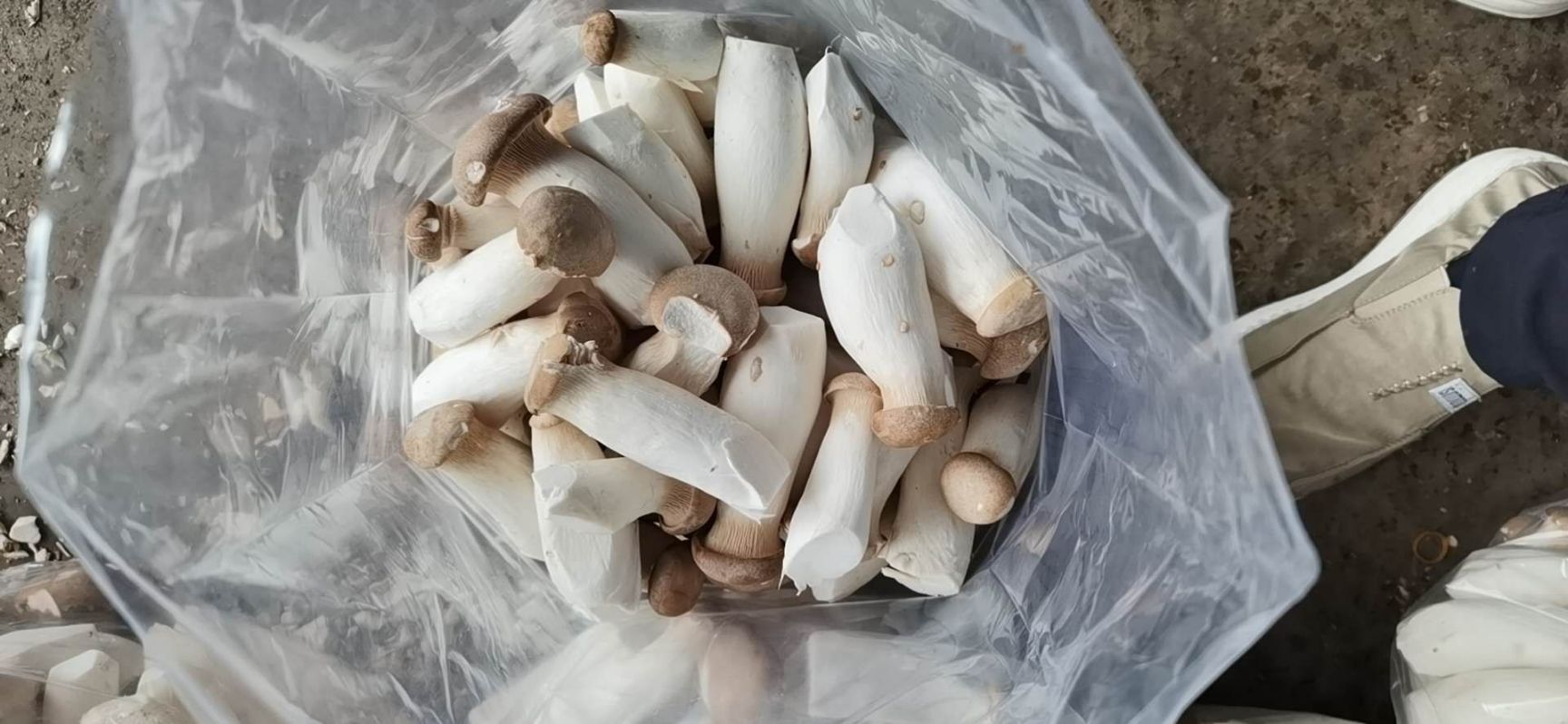  鲜杏鲍菇，保证质量。