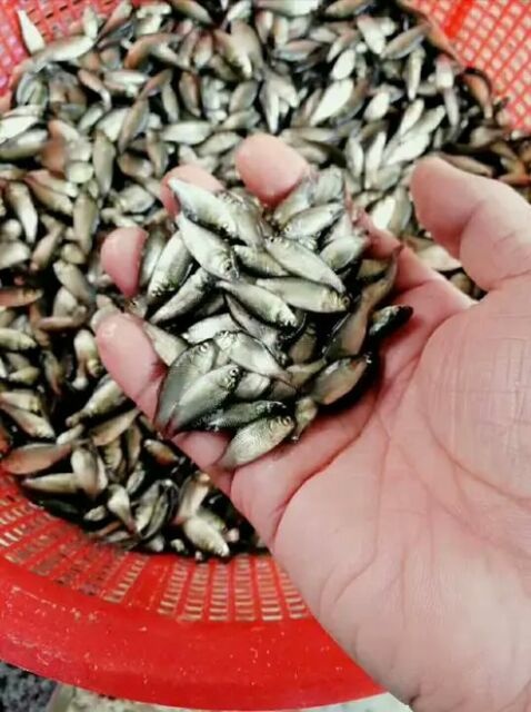 富顺县 杂交鲫鱼，长势快，成活率高，欢迎来电咨询！