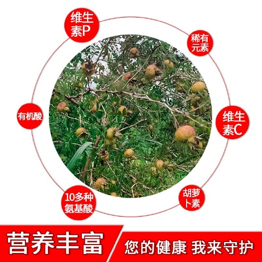 德江县 让你吃到贵州天然刺梨