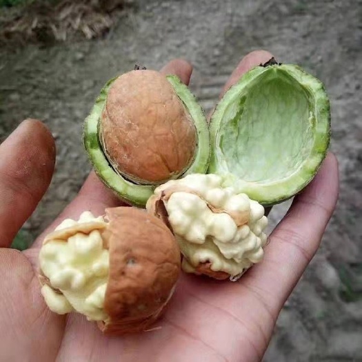 山阳县 【秦岭原乡】陕西商洛核桃 香玲核桃 干货