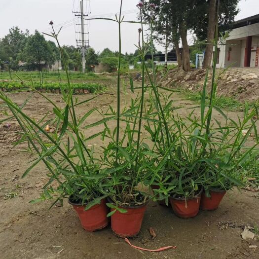 成都柳叶马鞭草基地直销 马鞭草杯苗一手货源 视频看货 保质保量