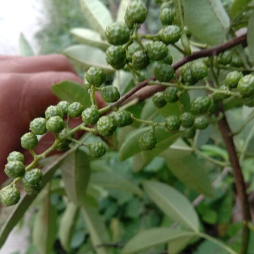 盐源县 大凉山花椒  青椒  红椒