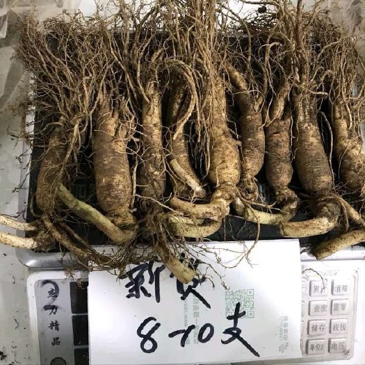 长白山人参  长白山带土鲜人参，煲汤炖鸡，长白山原产地批发直