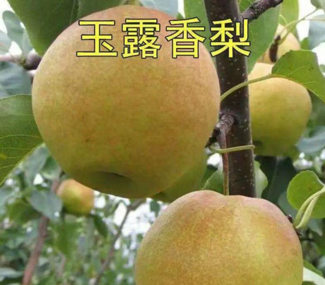 草果苗 专卖4年以上挂过果的大苗，当年挂果，