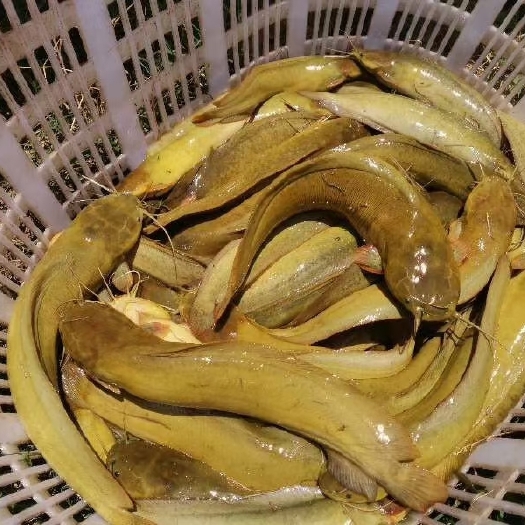 新兴县三黄塘虱鱼苗