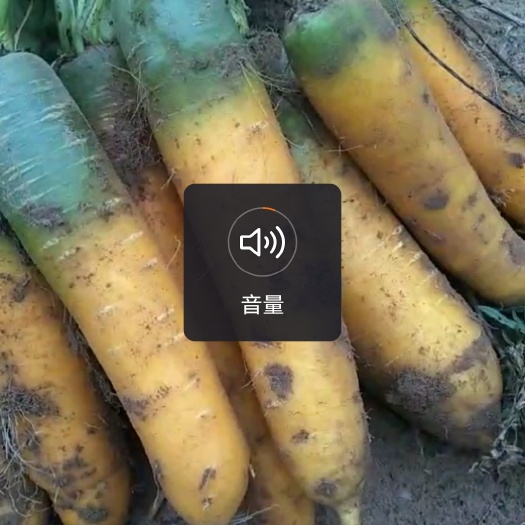 定边县黄胡萝卜  陕北万亩黄萝卜沙地种植基地，口感好，颜色好，条形好，耐运输。