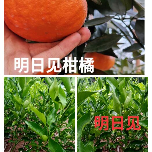 简阳市明日见，春见耙耙柑升级品种，明日见柑橘苗。