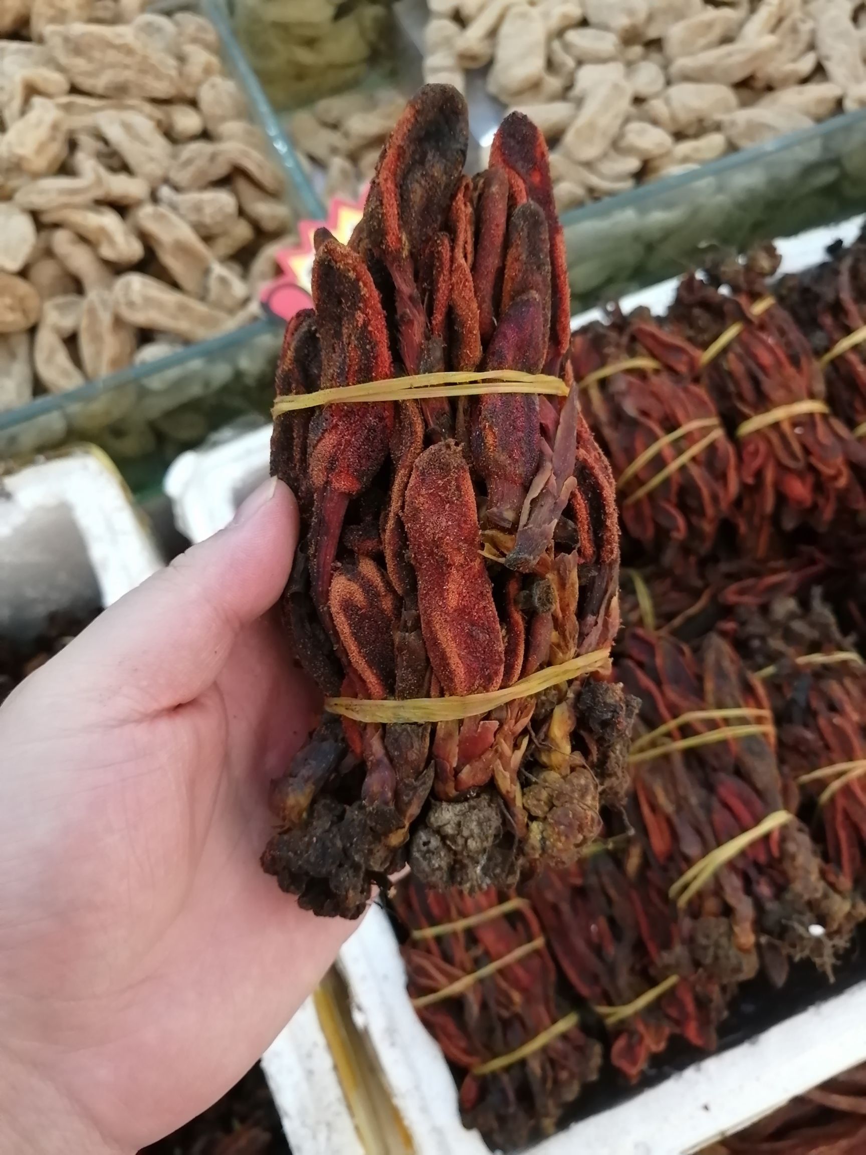 回春草 不老草 回心草 顶天柱大货批发