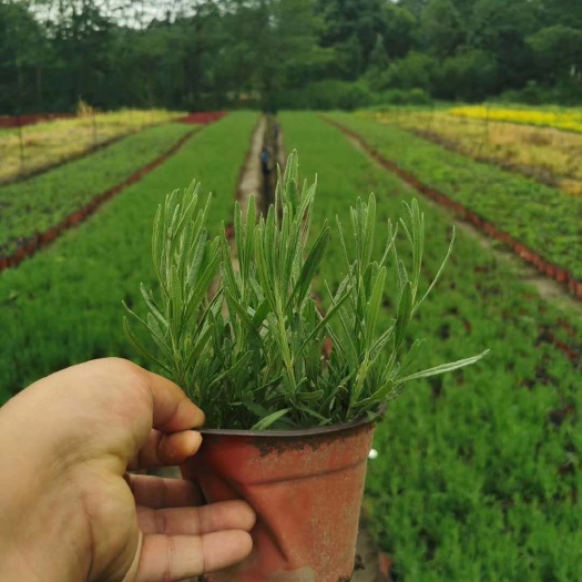 成都 薰衣草