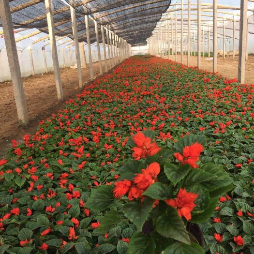 青州市一串红 一串红杯苗 一串红种植基地一串红产地 一串红价格