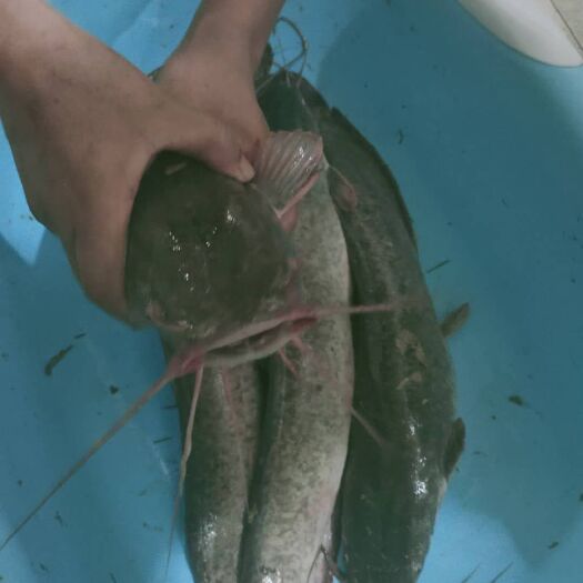 德州 八须鲶鱼