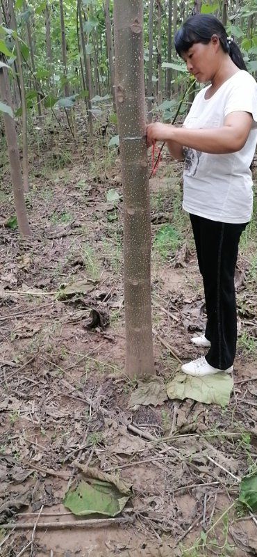 焦裕禄紫花泡桐8---16公分