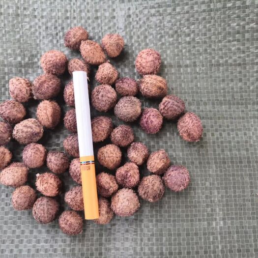 马关县云南砂仁  云南阳春砂