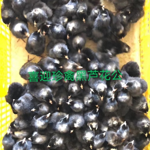 广州芦花鸡苗 黑芦花公苗