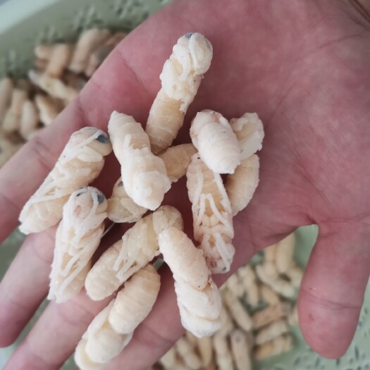 乐业县土蜂蛹 好货不等人，货好就不住。