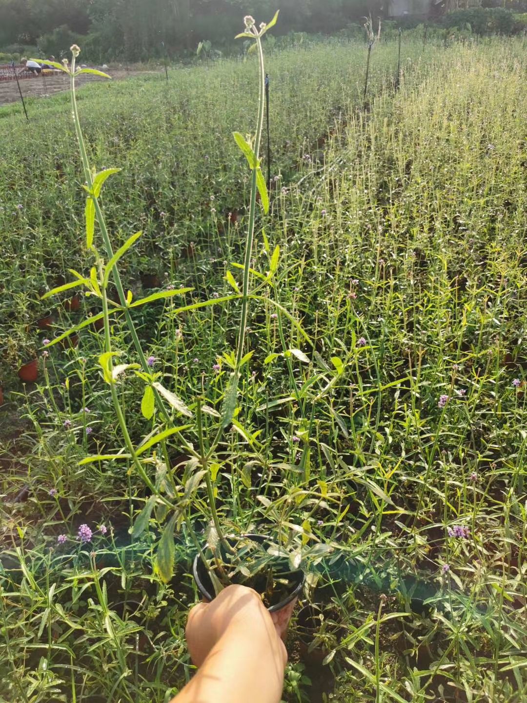  柳叶马鞭草