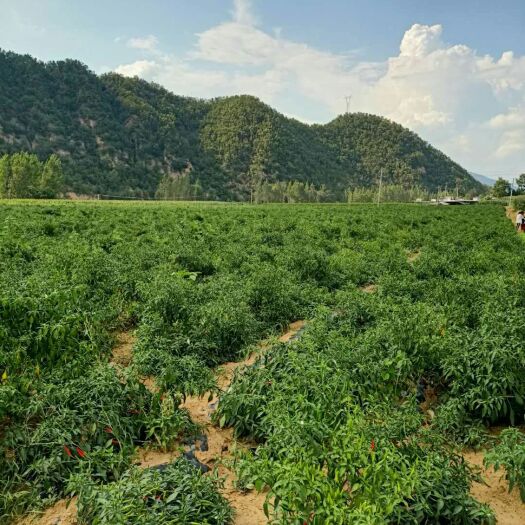 嵩县艳红辣椒 洛阳白云山艳红朝天椒5-10cm精品