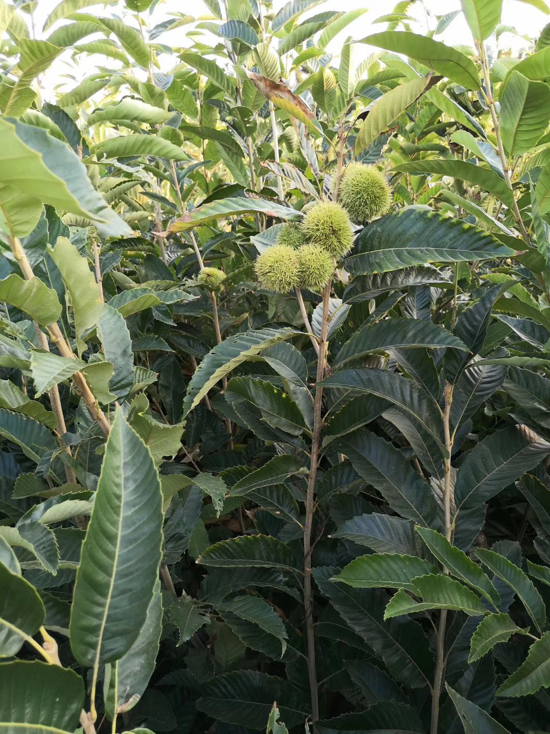 华光板栗苗 板栗苗，泰山红光板栗