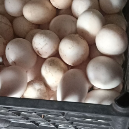 鲜鹅蛋 鹅照蛋