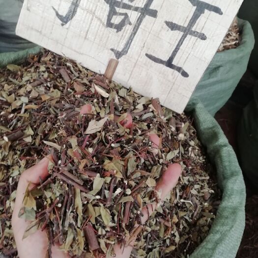 玉林 了哥王，新货原生了哥王枝叶雀仔麻 九信草