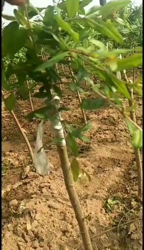 突尼斯软籽石榴树苗 突尼斯软籽石榴基地直销保真量大从优货源充足