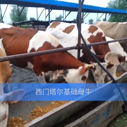 西门塔尔牛 600-800斤 母牛