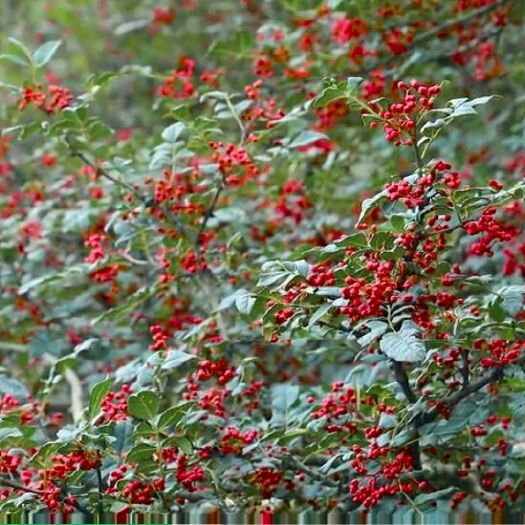 茂县 四川茂汶花椒