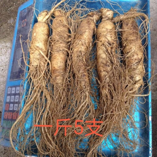 长白山带土鲜人参，煲汤炖鸡，长白山原产地批发直销，自家种植