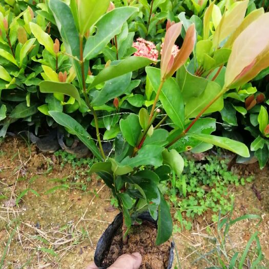 揭阳 龙船花