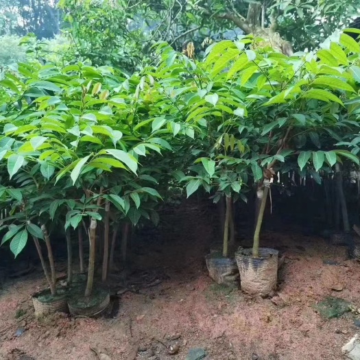 灵山县黄橄榄苗 橄榄树苗