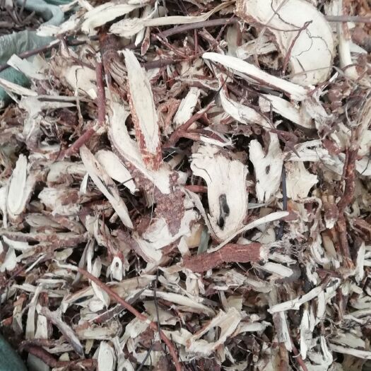 玉林 了哥王根切片，新货原生了哥王根，雀仔麻 九信草