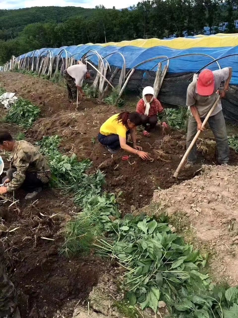 长白山带土鲜人参，煲汤炖鸡，长白山原产地批发直销，自家种植