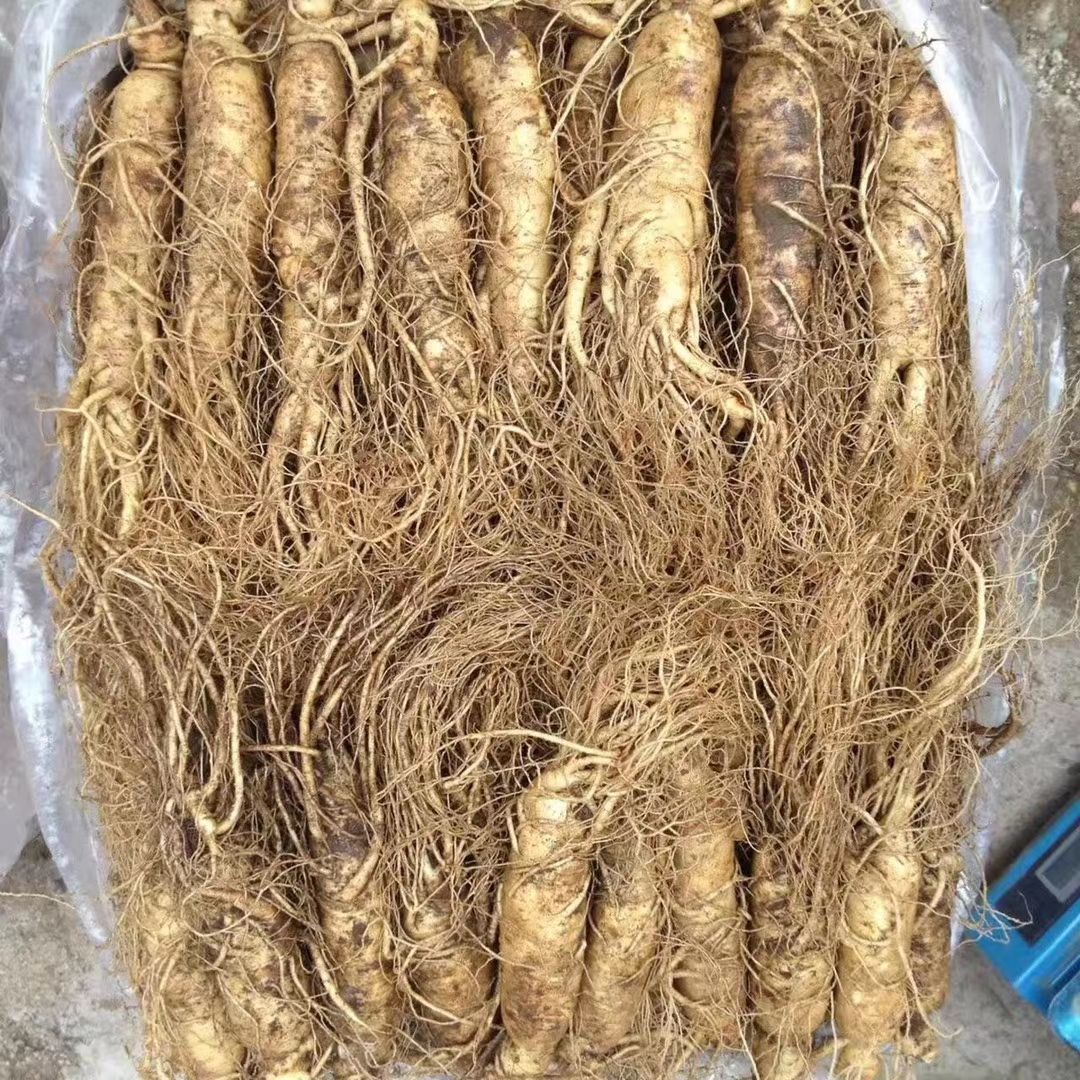 长白山带土鲜人参，煲汤炖鸡，长白山原产地批发直销，自家种植