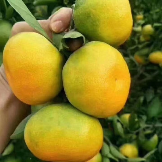 蜜桔  特早蜜橘大量上市啦！有需要的老板请联系我