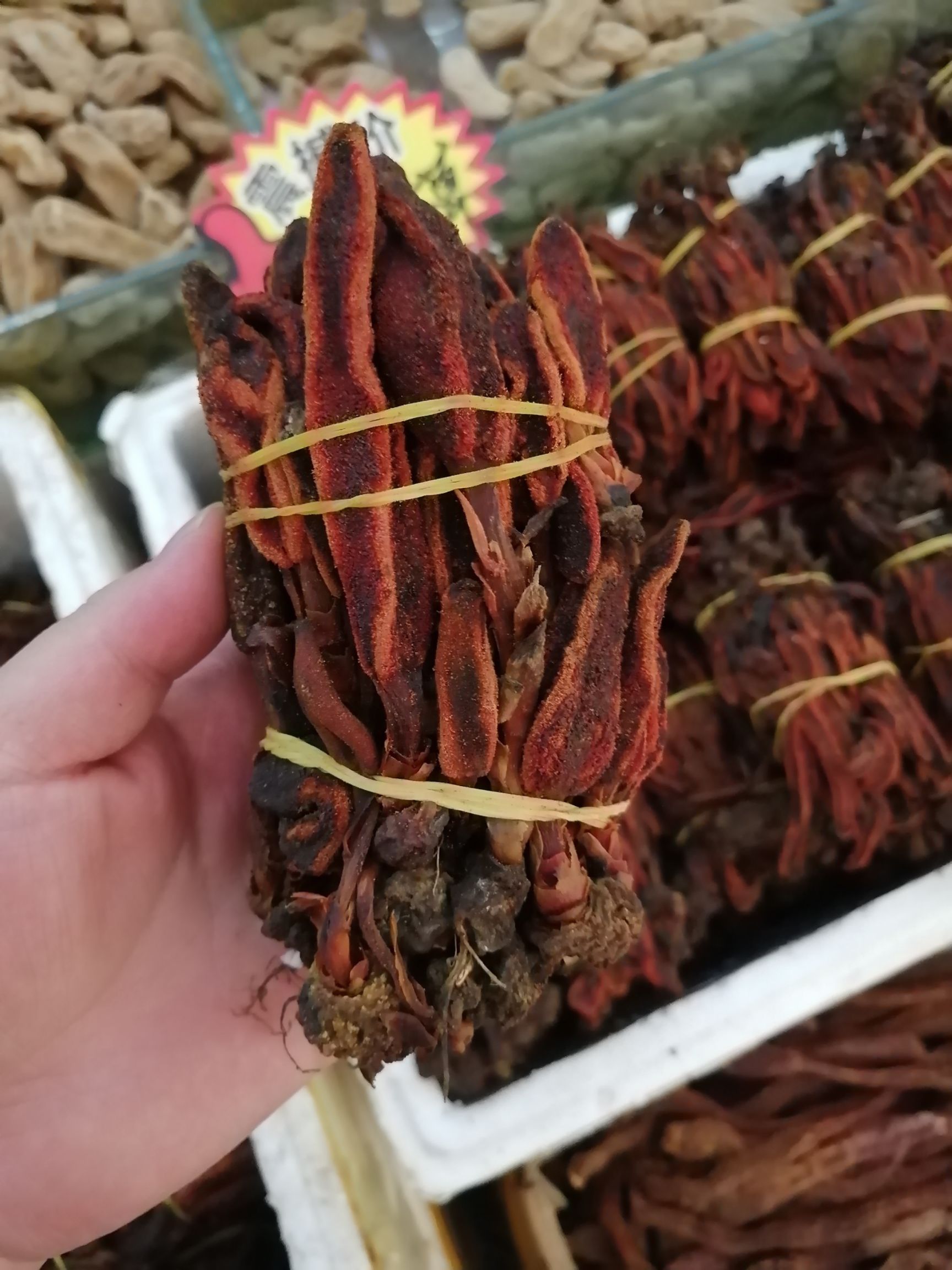 回春草 不老草 回心草 顶天柱大货批发