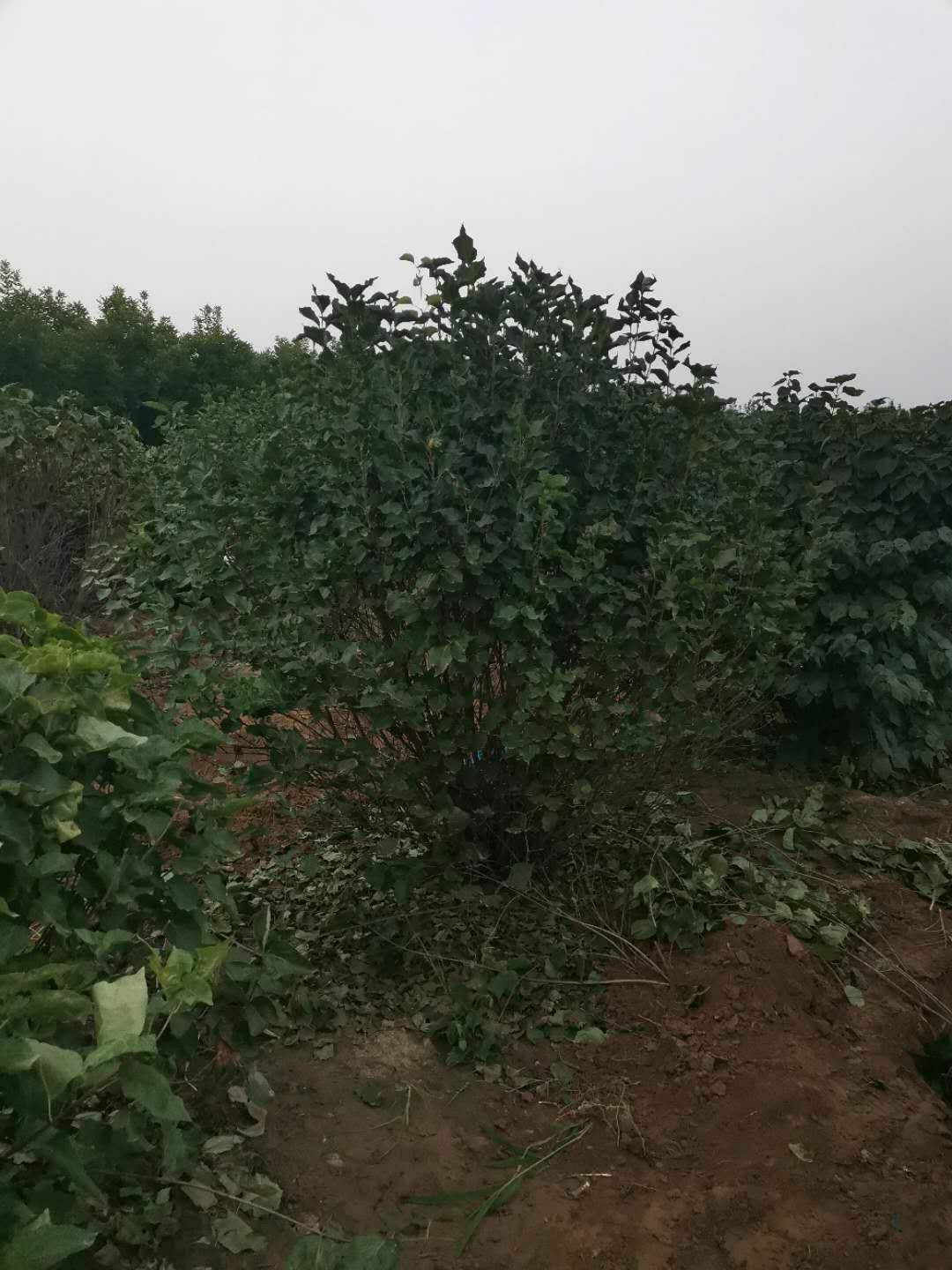 紫丁香 2~4cm 4cm以下 2.5~3米