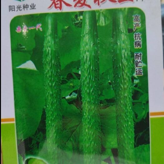  黄瓜种子，春夏秋黄瓜品种